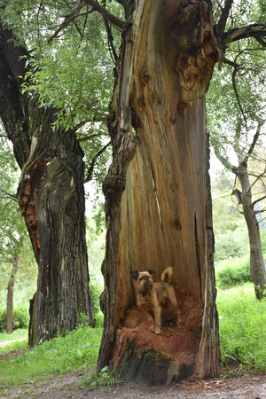 Image-preview_300x200