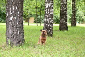 Image-preview_300x200