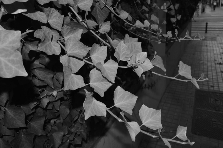 Image-normal