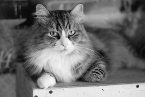 Image-preview_300x200