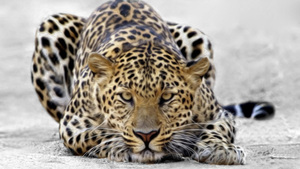 Image-preview_300x200