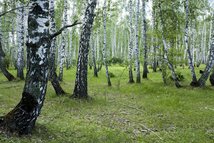 Image-normal