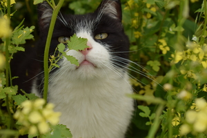 Image-preview_300x200