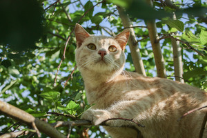 Image-preview_300x200