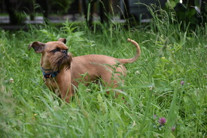 Image-preview_300x200