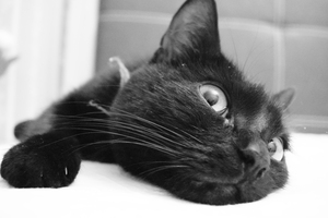 Image-preview_300x200