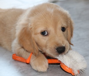 Image-preview_300x200