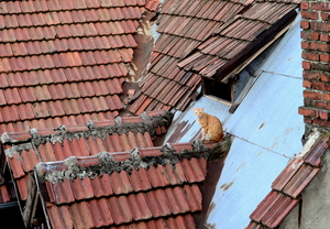 Image-preview_300x200