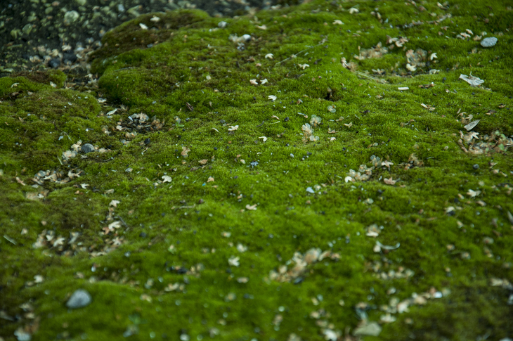 Image-normal
