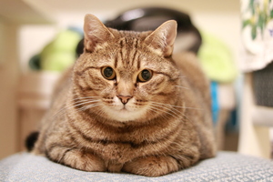 Image-preview_300x200