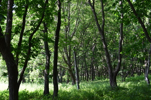 Image-preview_300x200