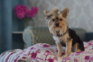 Image-preview_300x200