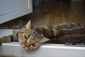 Image-preview_300x200