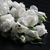 Image-square_50