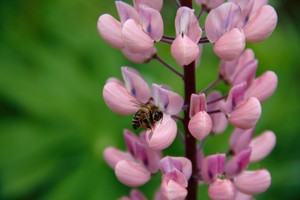 Image-preview_300x200