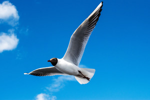 Image-preview_300x200