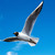 Image-square_50