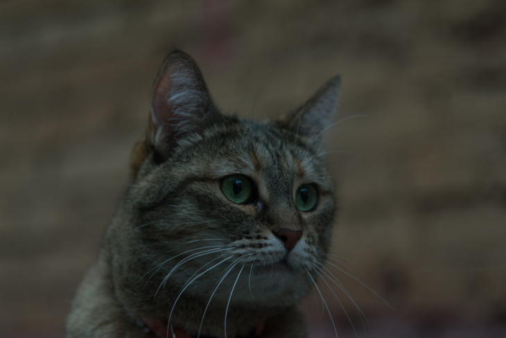 Image-normal