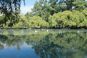 Image-preview_300x200