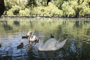 Image-preview_300x200