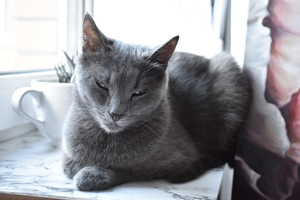 Image-preview_300x200