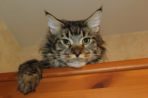 Image-preview_300x200