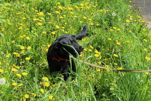 Image-preview_300x200