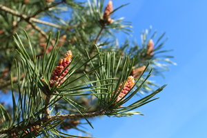 Image-preview_300x200