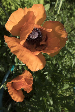 Image-preview_300x200