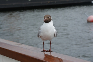 Image-preview_300x200