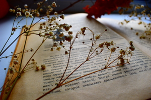 Image-preview_300x200