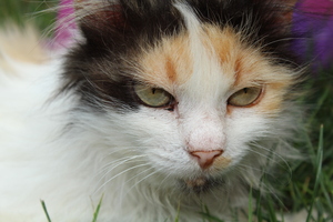 Image-preview_300x200