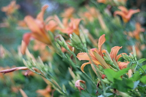 Image-preview_300x200