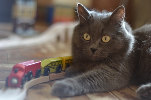 Image-preview_300x200