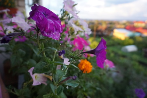 Image-preview_300x200