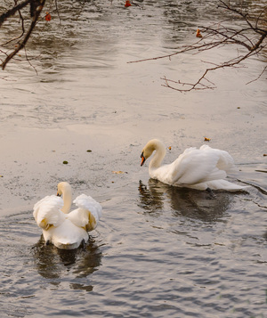 Image-preview_300x200