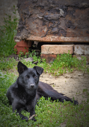 Image-preview_300x200