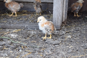 Image-preview_300x200