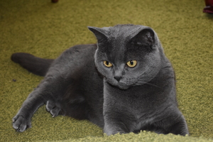 Image-preview_300x200