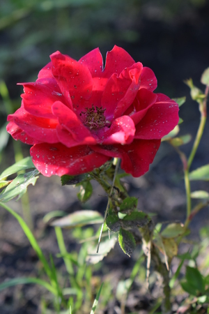 Image-preview_300x200