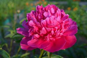 Image-preview_300x200