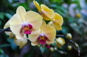 Image-preview_300x200