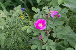 Image-preview_300x200