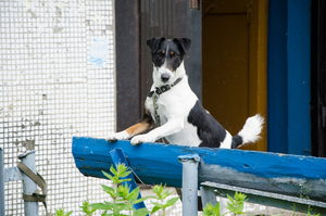 Image-preview_300x200