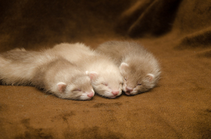 Image-preview_300x200