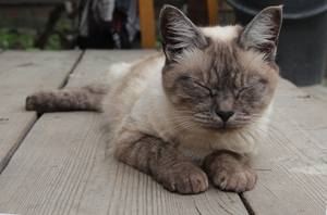 Image-preview_300x200