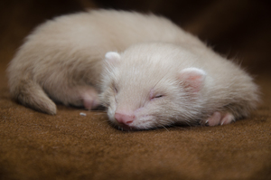 Image-preview_300x200