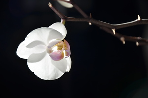 Image-preview_300x200