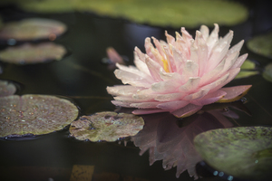 Image-preview_300x200