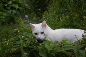 Image-preview_300x200